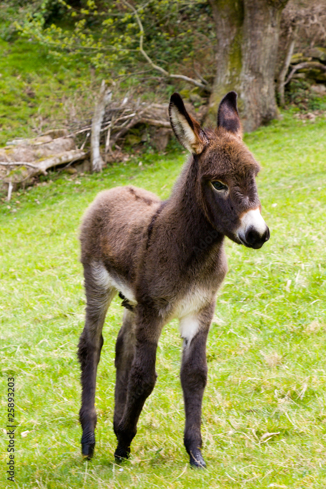 Pollino de 1 mes (especie en peligro de extinción) Pollino de 1 mes (especie en peligro de extinción)