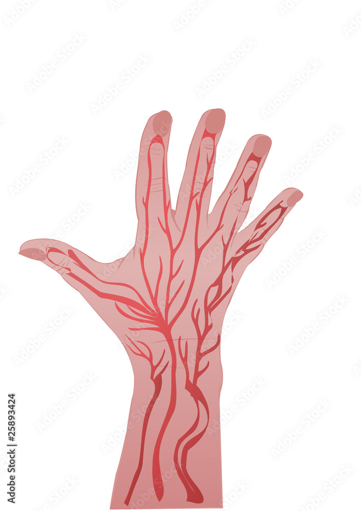 Obraz premium Hand of the person isolated on white background