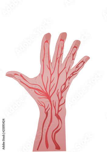 Hand of the person isolated on white background