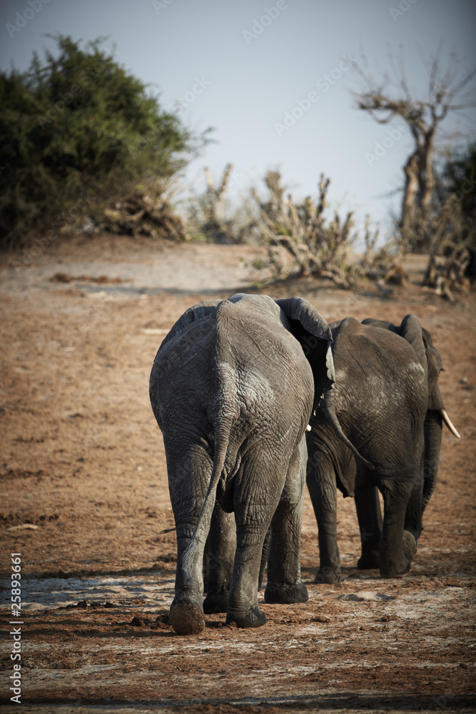 Fototapeta premium African Elephants