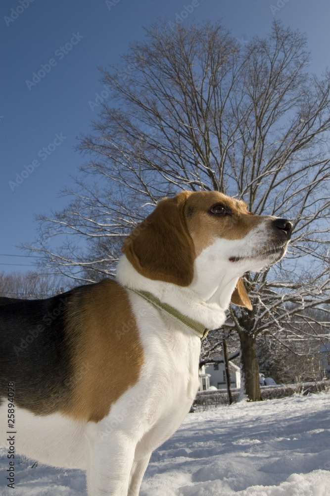 beagle and tree with snow