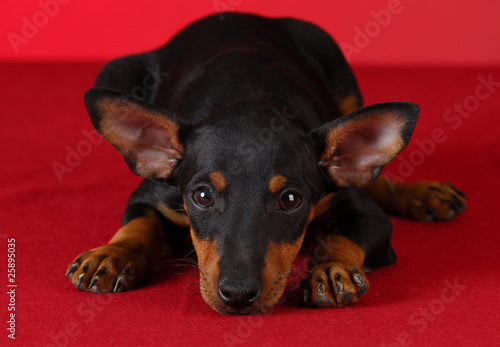 Bild auf Leinwand toy manchester terrier puppy