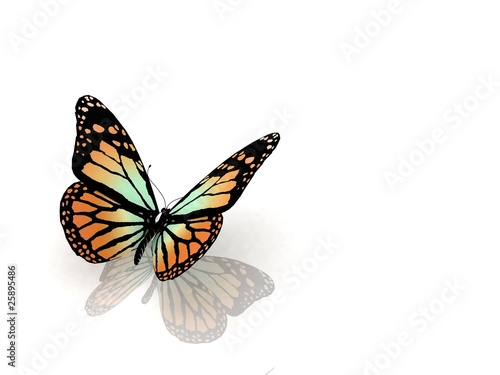 butterfly on white background © 3ddock