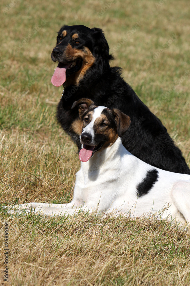 Hundefreunde Hundefreunde