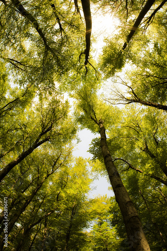 Tree canopy