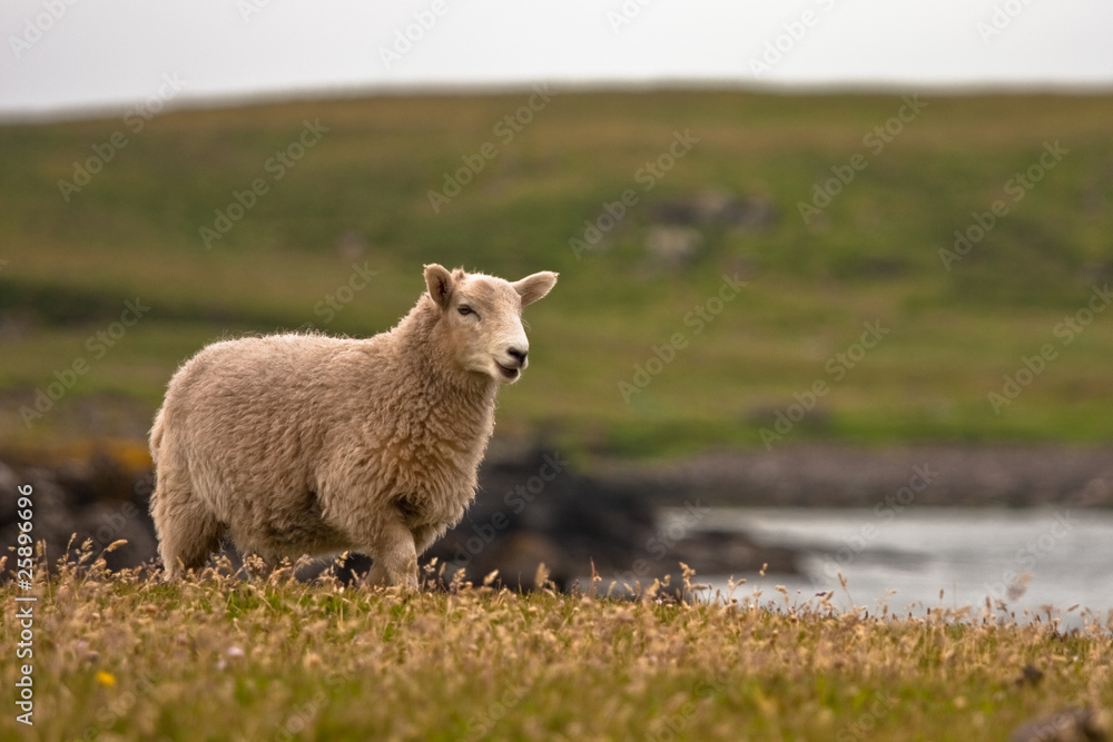 Obraz premium Shetland sheep