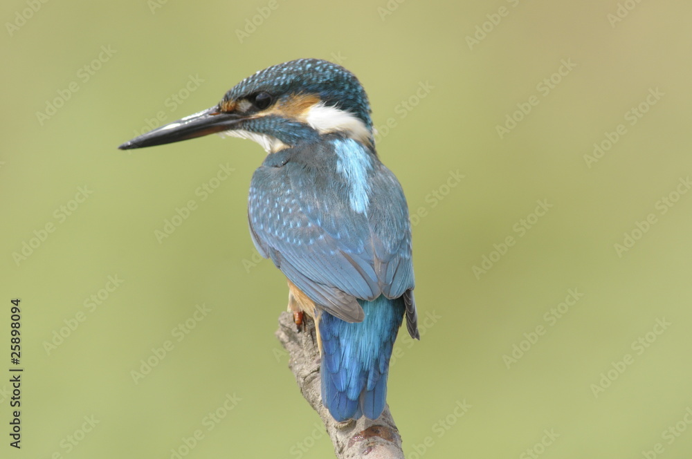 Fototapeta premium The Common Kingfisher (Alcedo atthis)