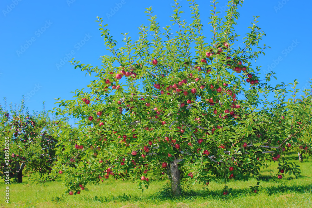 Naklejka premium Apple tree with apple on branches.