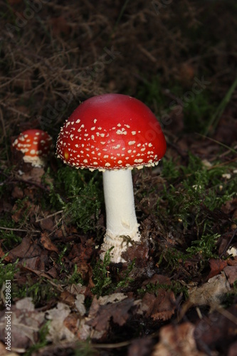 A Night Shot of the Fly Agaric Poisonous Mushroom.