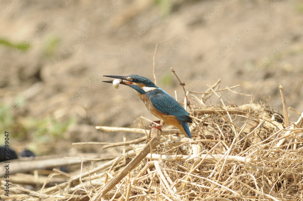 The Common Kingfisher (Alcedo atthis) with fish The Common Kingfisher (Alcedo atthis) with fish