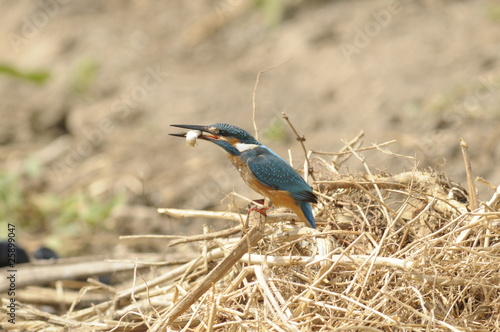 The Common Kingfisher (Alcedo atthis) with fish photo