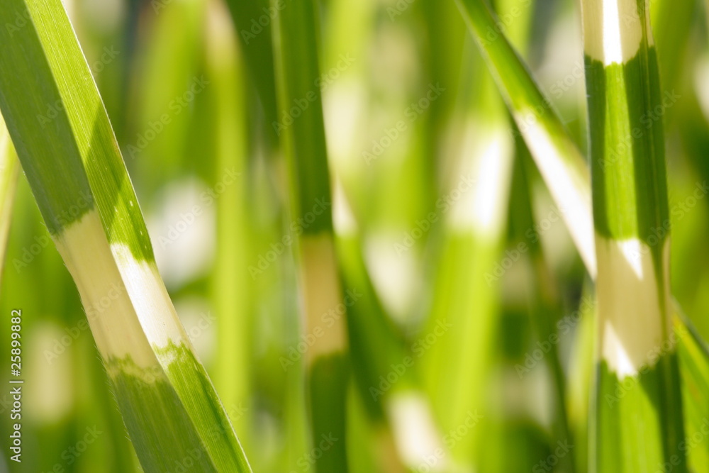 Obraz premium Miscanthus / Zebragras