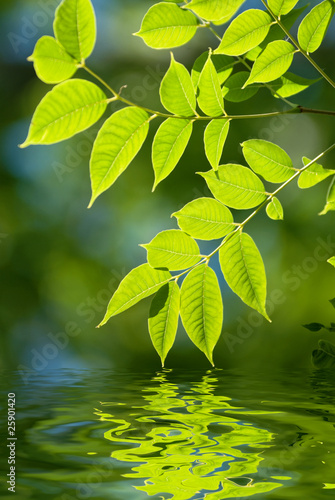 Green leaves in the water