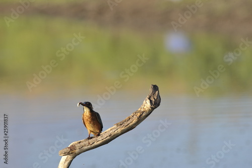 The Common Kingfisher (Alcedo atthis) photo