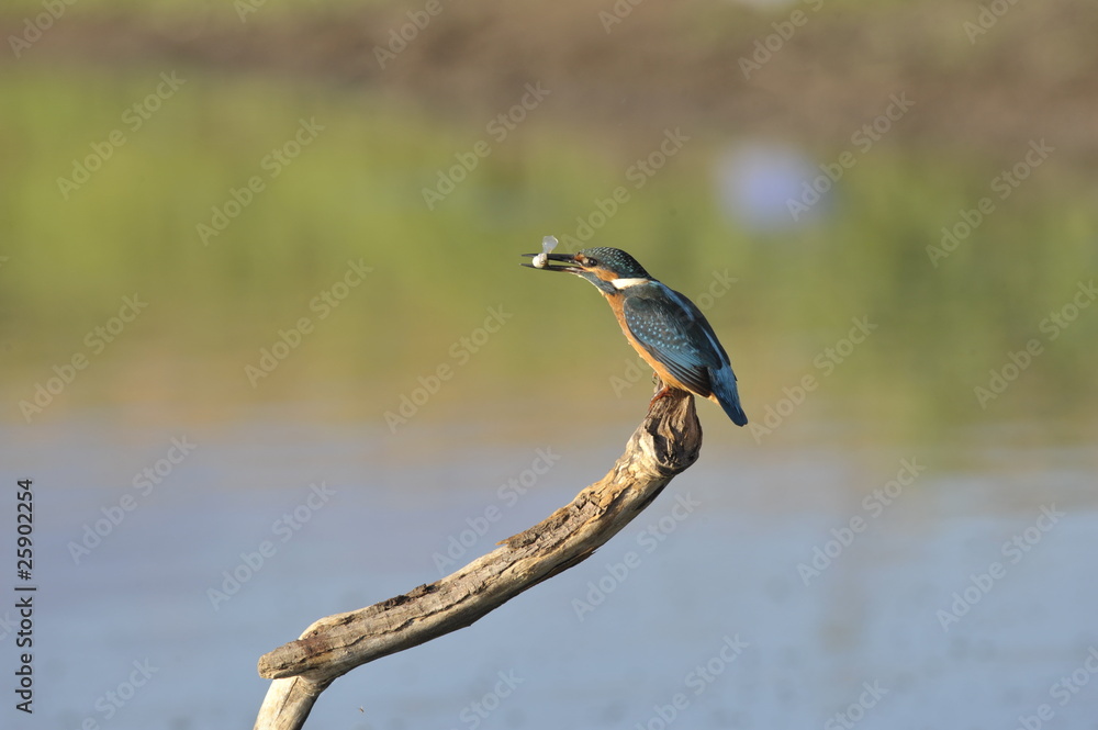 Fototapeta premium The Common Kingfisher (Alcedo atthis) with fish