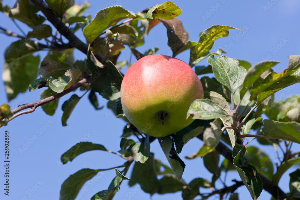 Ripe apple