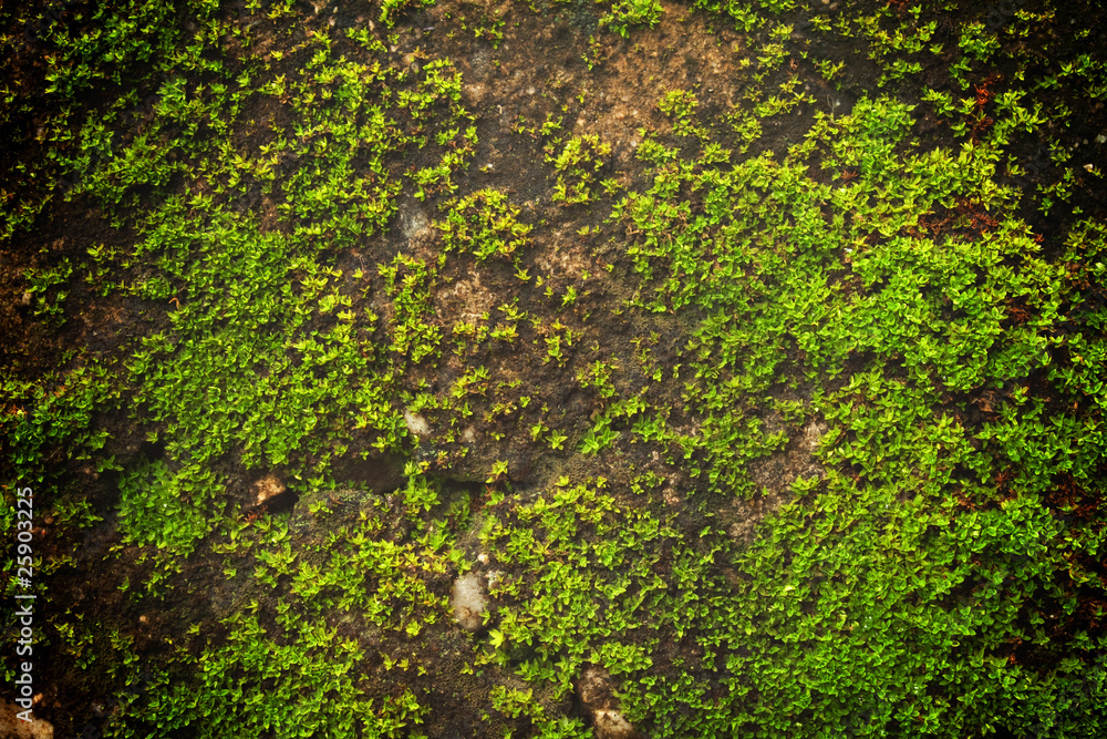 moss moss