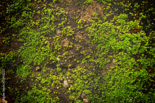 moss