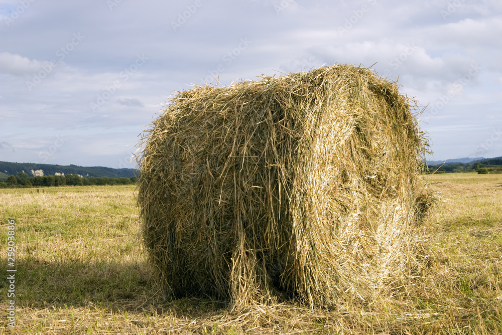 Dry grass  roll in the field  autumn