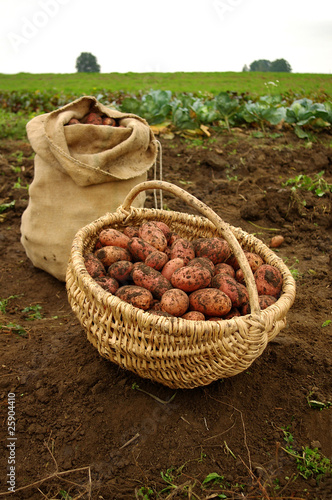Freshly dug potatoes in a basket and burlap bag