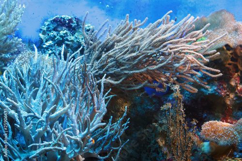Aquarium with reef