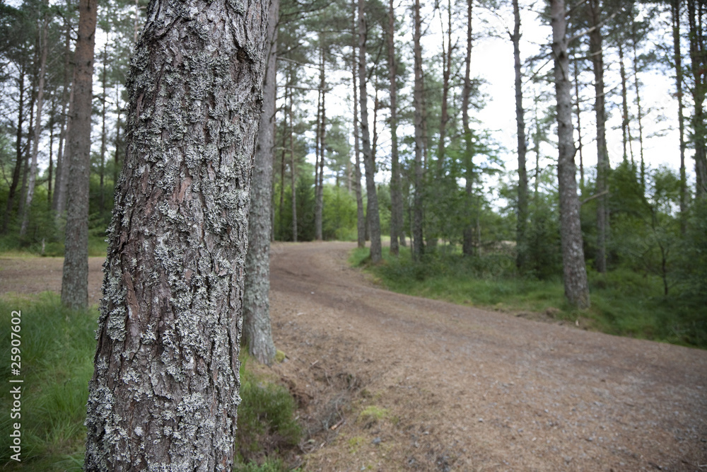 Path in a forest with focus on mossy tree. Path in a forest with focus on mossy tree.