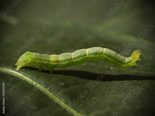 green caterpillar on a leaf close up