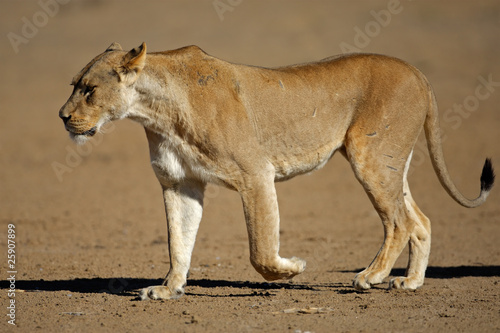 Lioness walking