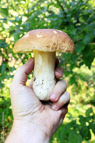The white Summer Boletus in the Hand