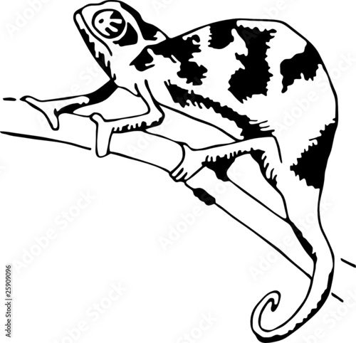 lizard vector