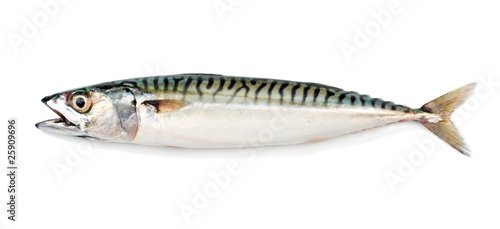 Mackerel (Scomber scrombrus) on White Background photo