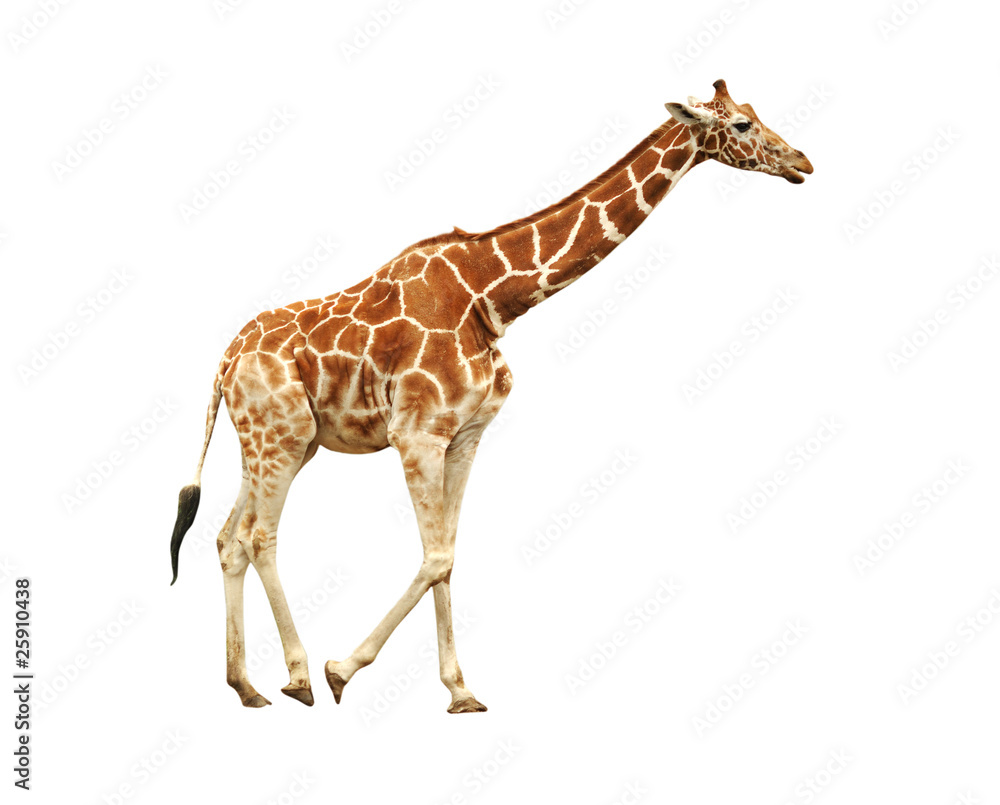 Fototapeta premium Running giraffe isolated on white background