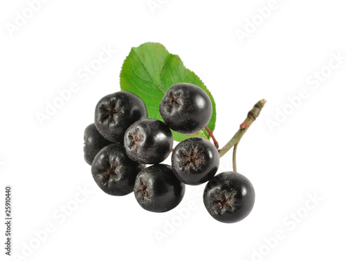 Ripe chokeberry isolated on white background