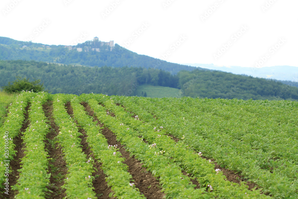 Potatoe field