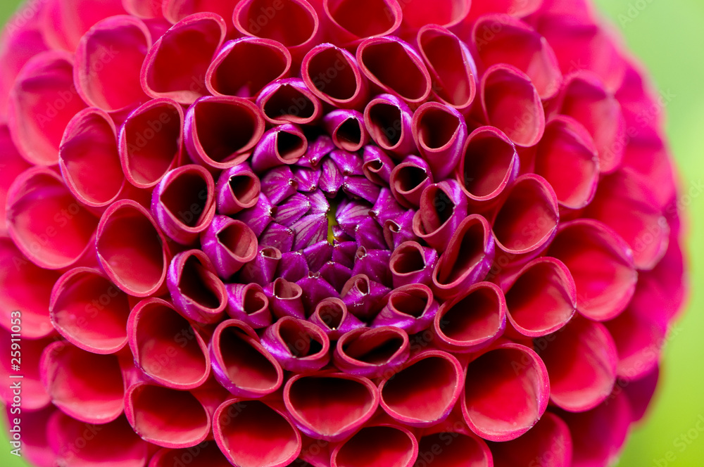 Dahlienblüten Makro Dahlienblüten Makro