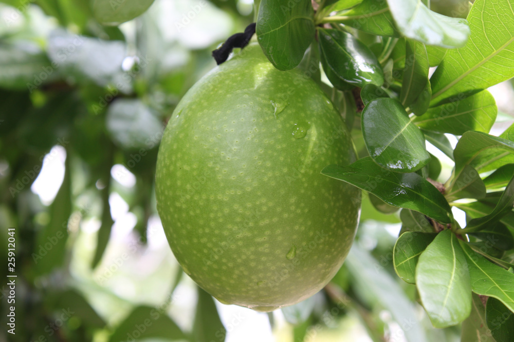 Pomelo or Citrus maxima Pomelo or Citrus maxima