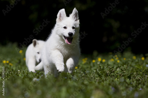 young white swiss shepherd dog jumping
