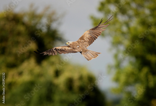 Black Kite in flight