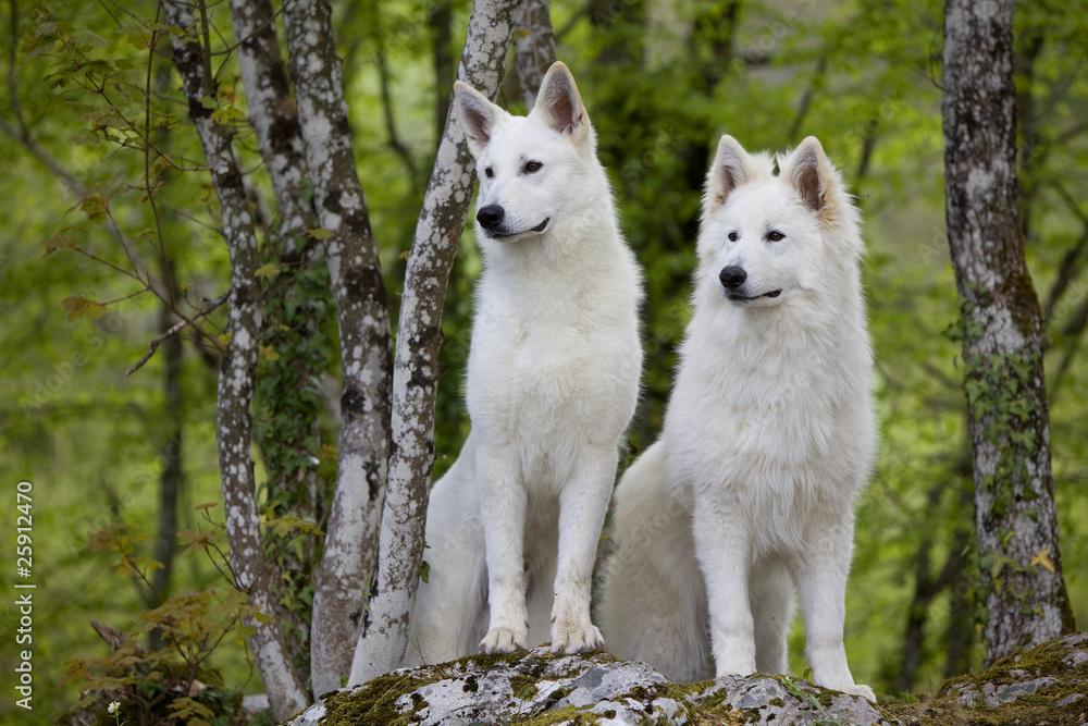 couple de bergers blancs suisse dans la forêt