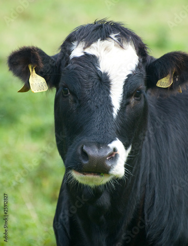 black and white cow on green background