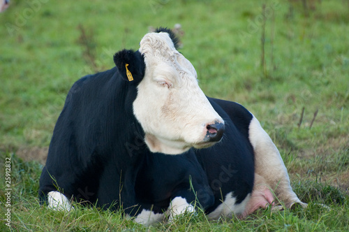 cow falling asleep on grass
