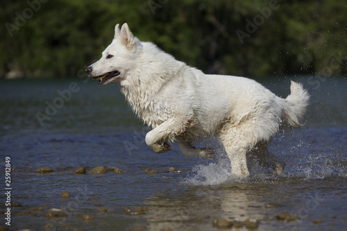 jump of the white swiss shepherd dog in the river