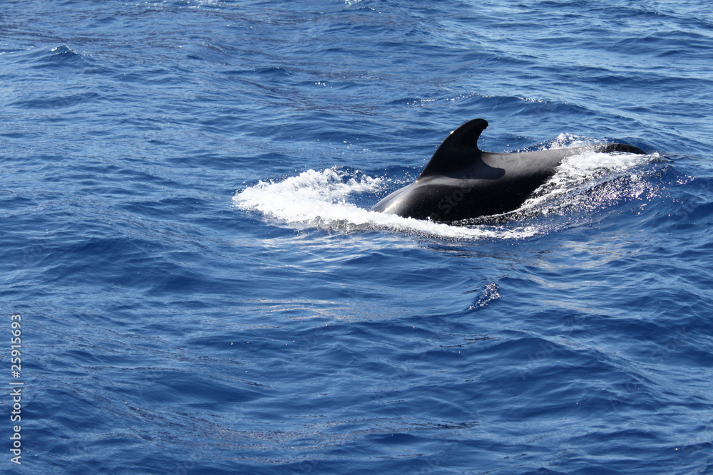 Fototapeta premium Delfin