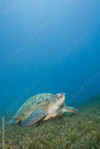 Adult female Green turtle on seagrass.