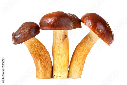 Three raw mushrooms