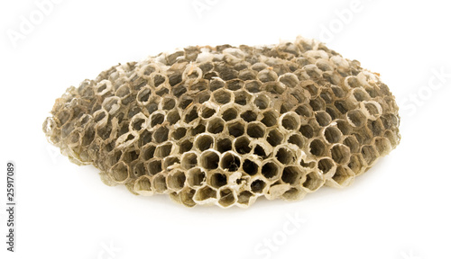 wasp's honeycombs