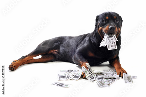 rottweiler et billets photo