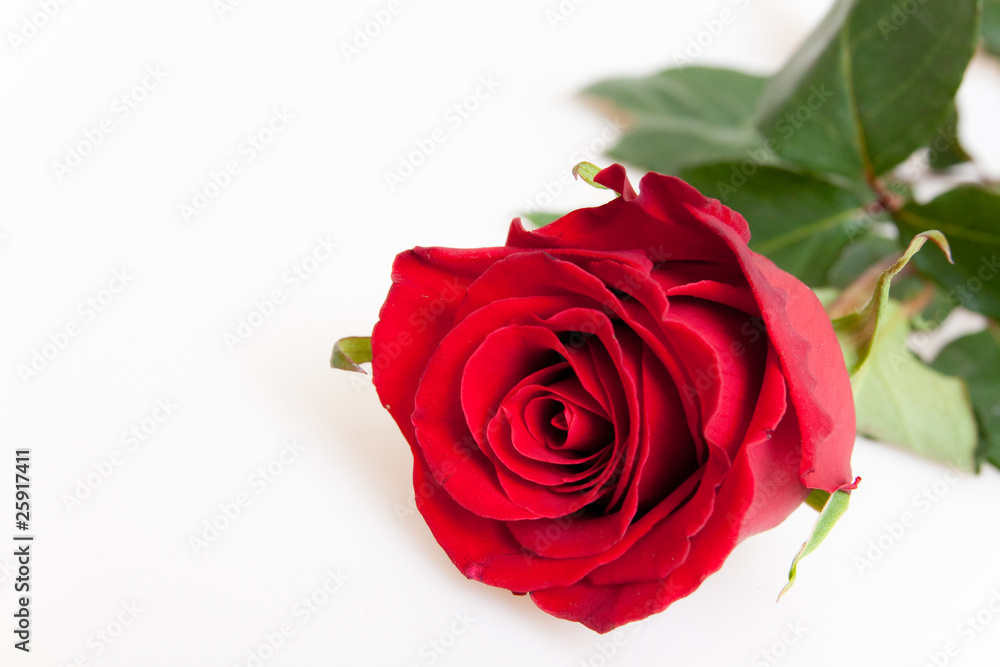 Rose Rose