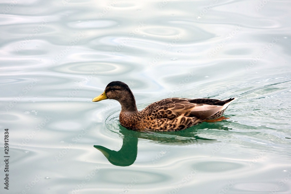 Fototapeta premium volo