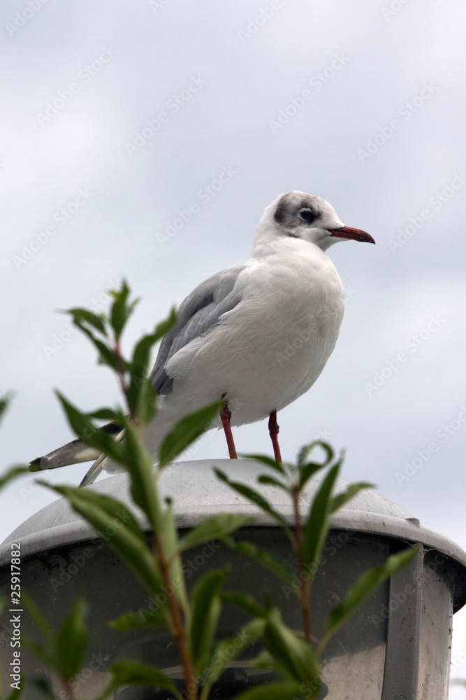 Obraz premium gabbiano